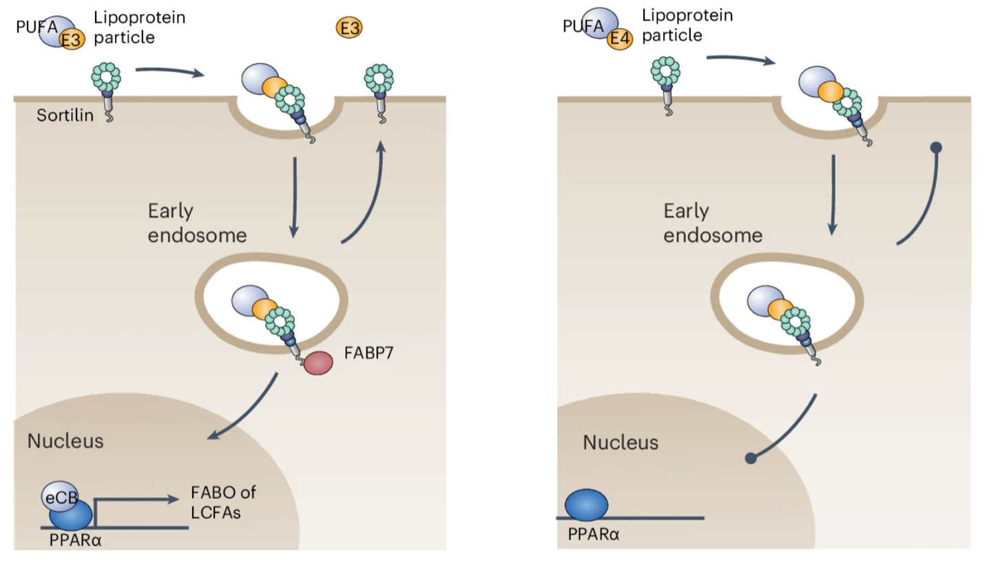 Food for Thought: Neuronal Lipid Metabolism and Alzheimer’s Progression