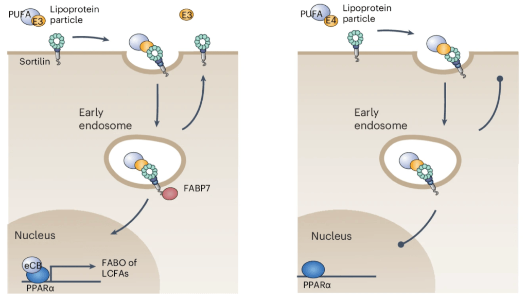 Food for Thought: Neuronal Lipid Metabolism and Alzheimer’s&nbsp;Progression