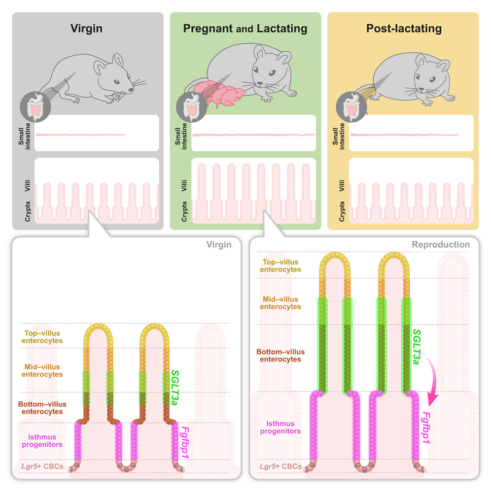 Motherhood Takes Guts: How the Maternal Intestine Grows During&nbsp;Pregnancy