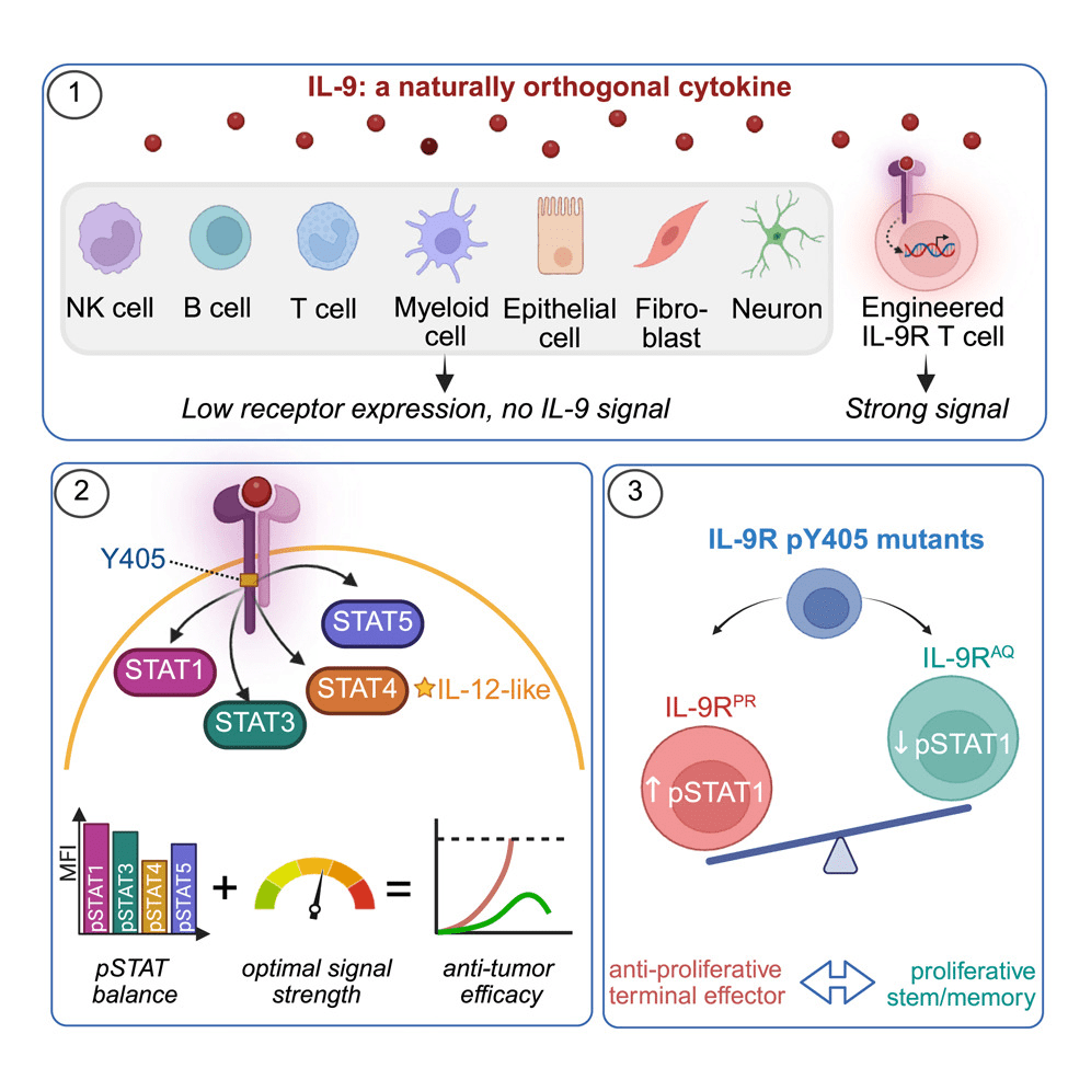 HiJAKing Gamma Chain Cytokine Signaling for CAR T Cell&nbsp;Therapy