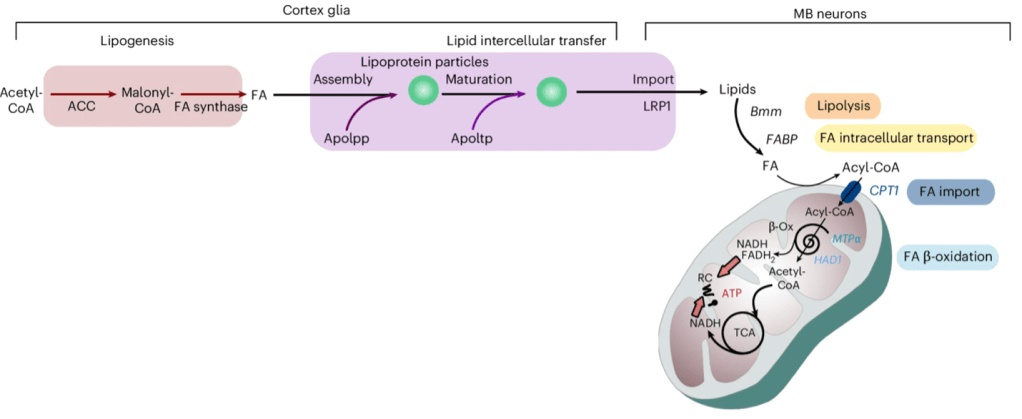 Fatty Acids and&nbsp;Forget-Me-Nots