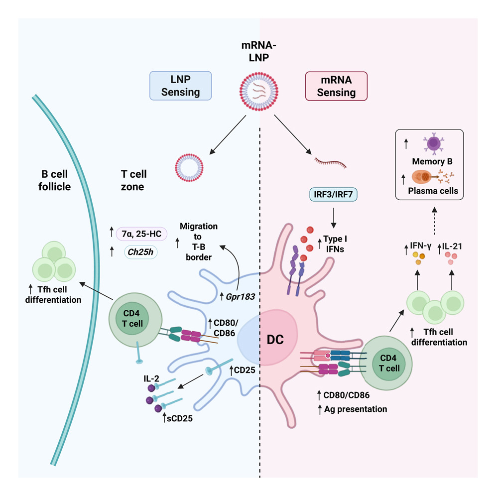Two Signals, One Response: How mRNA and LNPs Cooperate to Build Germinal Centers 